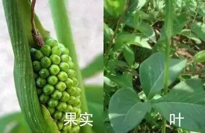 南京春天吃的野菜，比王宝钏更懂野菜的，是南京人