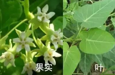 南京春天吃的野菜，比王宝钏更懂野菜的，是南京人