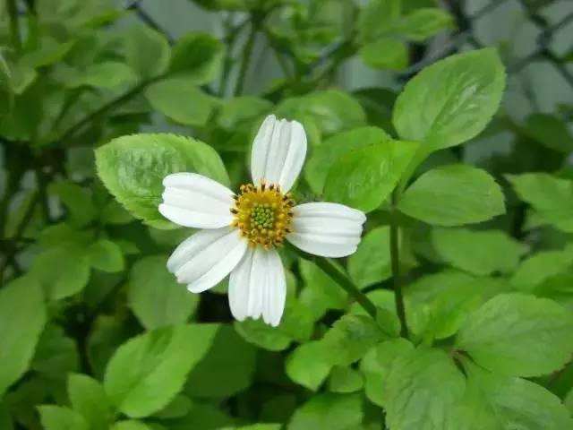 芙蓉树与合欢花的区别，常见中药材别名<七>