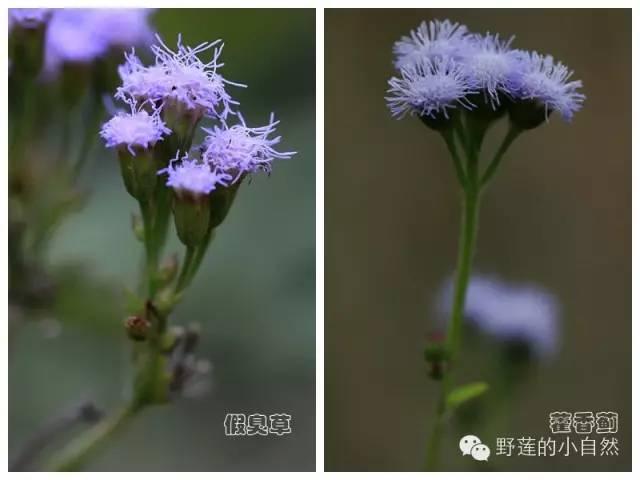 芙蓉树与合欢花的区别，常见中药材别名<七>