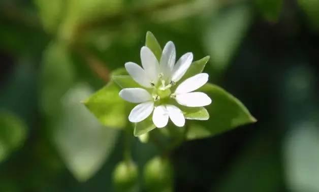 芙蓉树与合欢花的区别，常见中药材别名<七>