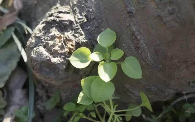 芙蓉树与合欢花的区别，常见中药材别名<七>