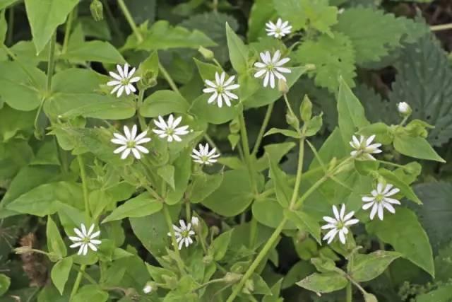 芙蓉树与合欢花的区别，常见中药材别名<七>