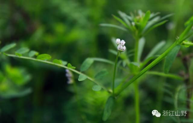 芙蓉树与合欢花的区别，常见中药材别名<七>