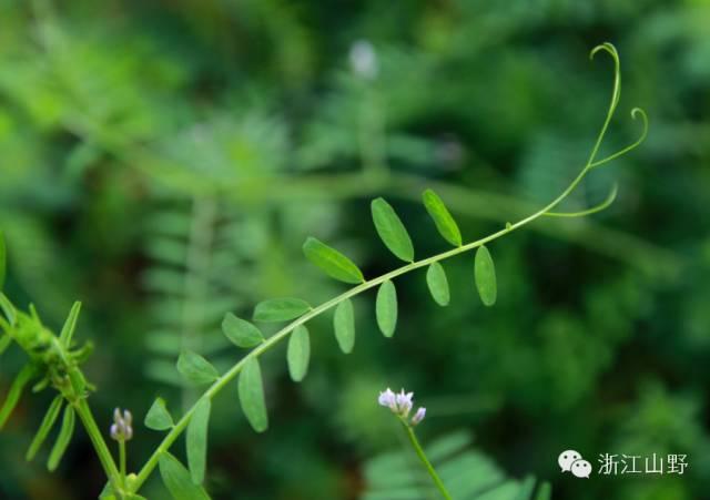 芙蓉树与合欢花的区别，常见中药材别名<七>