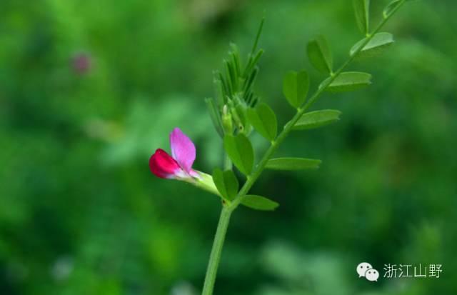 芙蓉树与合欢花的区别，常见中药材别名<七>