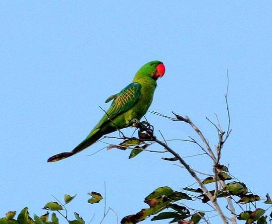 鹦鹉怎么训练说话，怎么教鹦鹉说话最容易简单步骤（亲身讲述怎样教会鹦鹉说话）