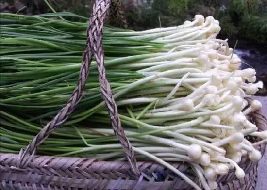 南京春天吃的野菜，比王宝钏更懂野菜的，是南京人