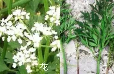 南京春天吃的野菜，比王宝钏更懂野菜的，是南京人