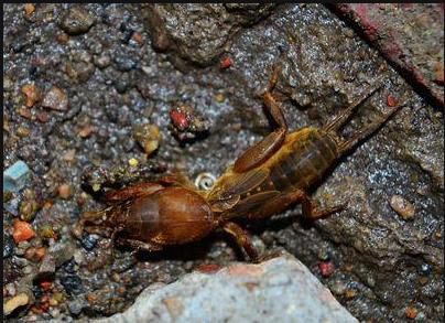 完美世界上古十凶厉害吗，完美世界太古十凶