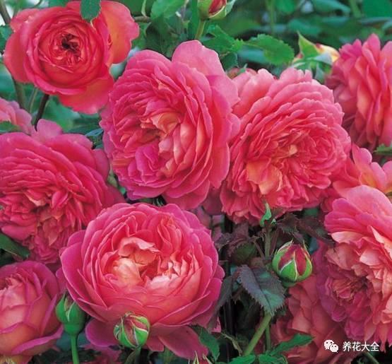 一年四季都开花的月季品种，复花能力超好的6种藤本月季