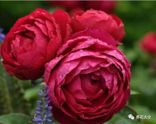 一年四季都开花的月季品种，复花能力超好的6种藤本月季