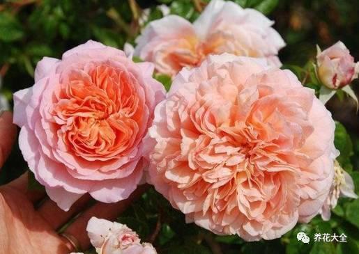 一年四季都开花的月季品种，复花能力超好的6种藤本月季