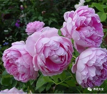 一年四季都开花的月季品种，复花能力超好的6种藤本月季