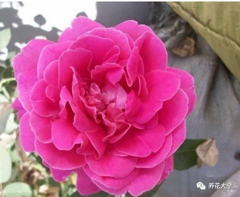 一年四季都开花的月季品种，复花能力超好的6种藤本月季