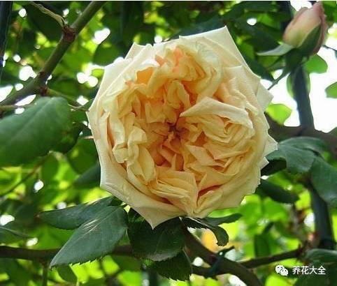 一年四季都开花的月季品种，复花能力超好的6种藤本月季