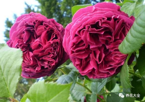 一年四季都开花的月季品种，复花能力超好的6种藤本月季