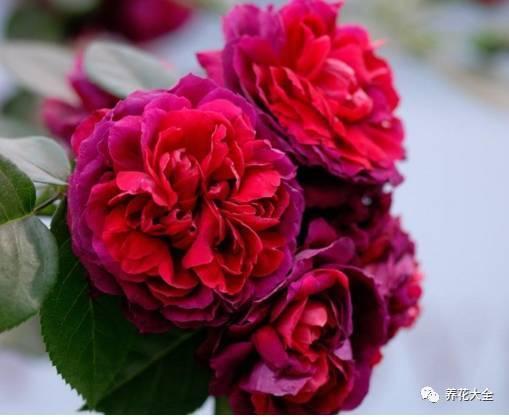 一年四季都开花的月季品种，复花能力超好的6种藤本月季