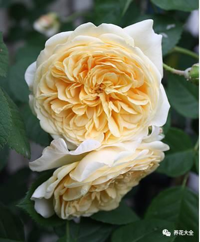 一年四季都开花的月季品种，复花能力超好的6种藤本月季