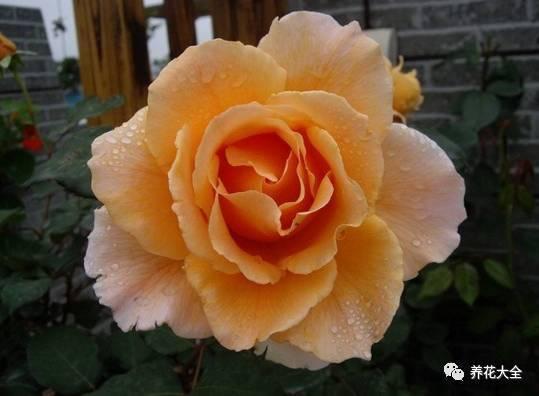 一年四季都开花的月季品种，复花能力超好的6种藤本月季