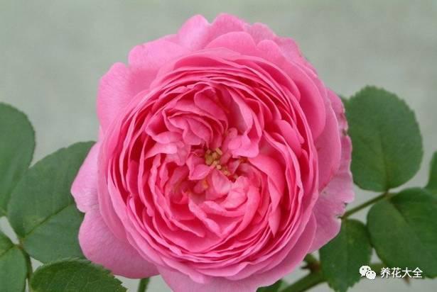 一年四季都开花的月季品种，复花能力超好的6种藤本月季