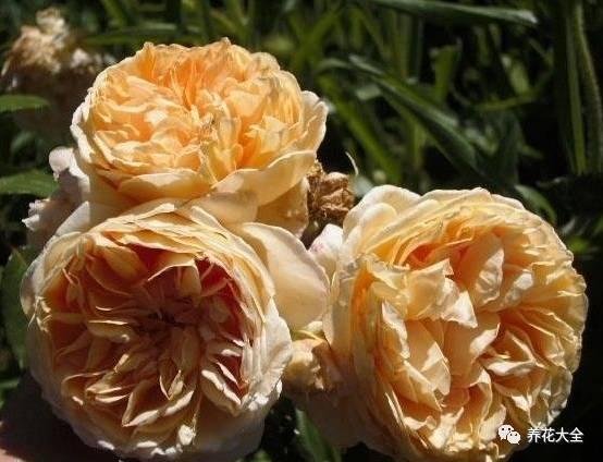 一年四季都开花的月季品种，复花能力超好的6种藤本月季