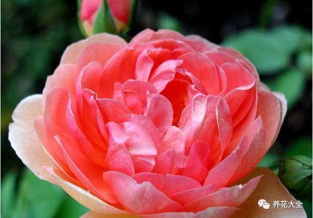 一年四季都开花的月季品种，复花能力超好的6种藤本月季