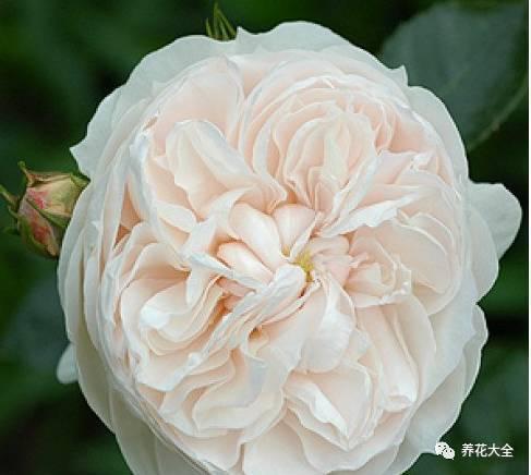 一年四季都开花的月季品种，复花能力超好的6种藤本月季