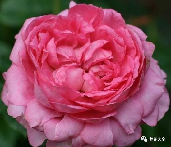 一年四季都开花的月季品种，复花能力超好的6种藤本月季