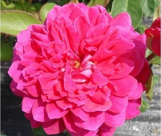 一年四季都开花的月季品种，复花能力超好的6种藤本月季