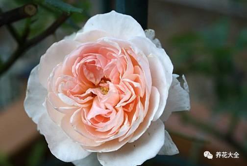 一年四季都开花的月季品种，复花能力超好的6种藤本月季