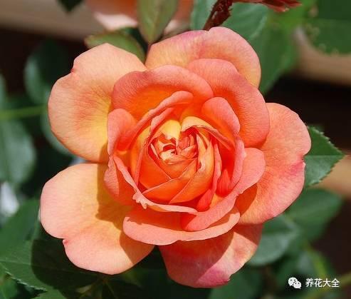 一年四季都开花的月季品种，复花能力超好的6种藤本月季