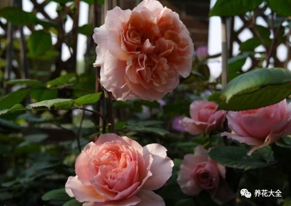 一年四季都开花的月季品种，复花能力超好的6种藤本月季