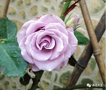 一年四季都开花的月季品种，复花能力超好的6种藤本月季