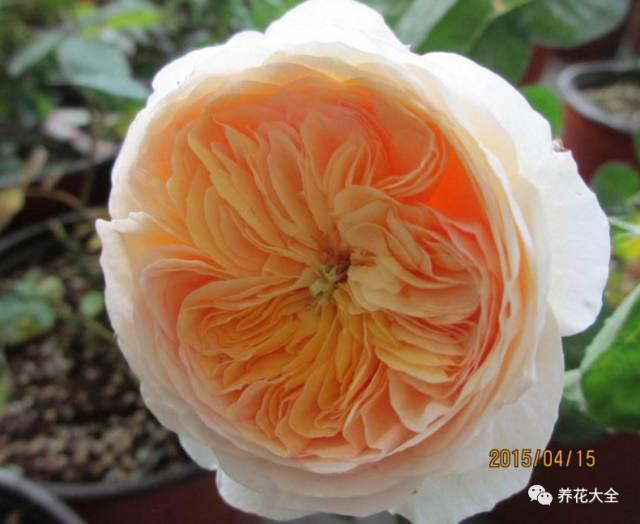 一年四季都开花的月季品种，复花能力超好的6种藤本月季