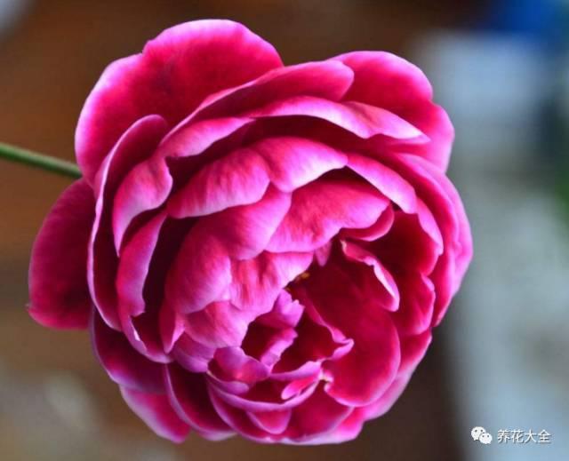 一年四季都开花的月季品种，复花能力超好的6种藤本月季