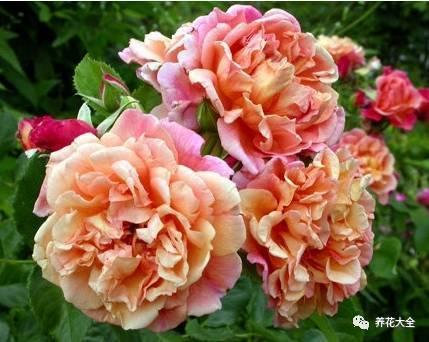 一年四季都开花的月季品种，复花能力超好的6种藤本月季