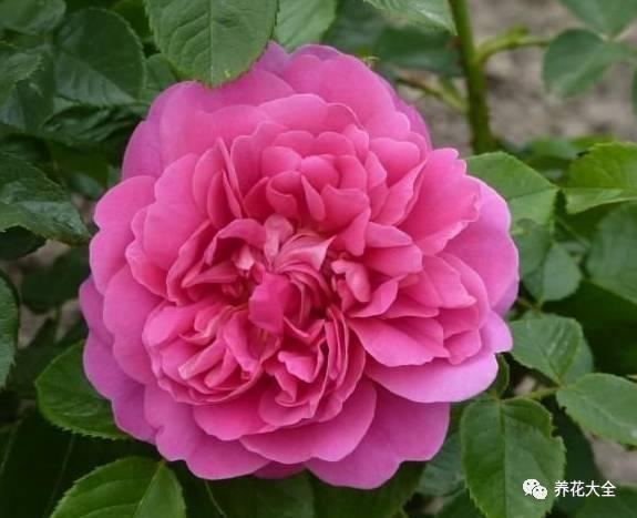 一年四季都开花的月季品种，复花能力超好的6种藤本月季