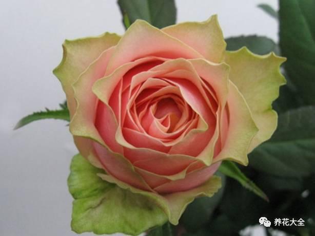 一年四季都开花的月季品种，复花能力超好的6种藤本月季