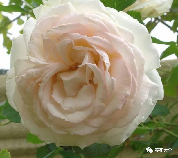 一年四季都开花的月季品种，复花能力超好的6种藤本月季