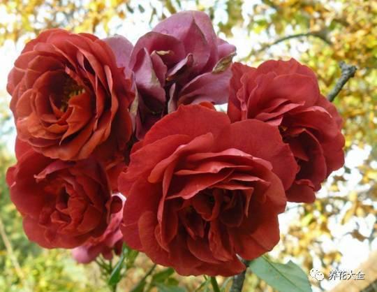 一年四季都开花的月季品种，复花能力超好的6种藤本月季