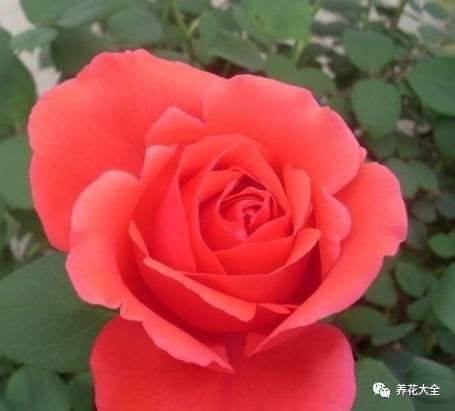 一年四季都开花的月季品种，复花能力超好的6种藤本月季