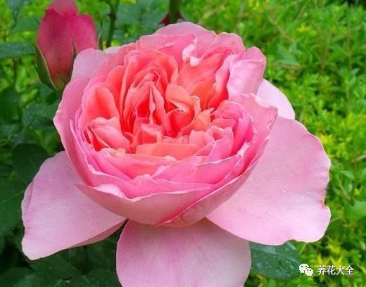 一年四季都开花的月季品种，复花能力超好的6种藤本月季