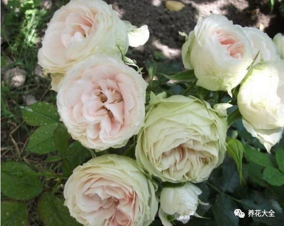 一年四季都开花的月季品种，复花能力超好的6种藤本月季