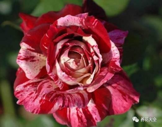 一年四季都开花的月季品种，复花能力超好的6种藤本月季