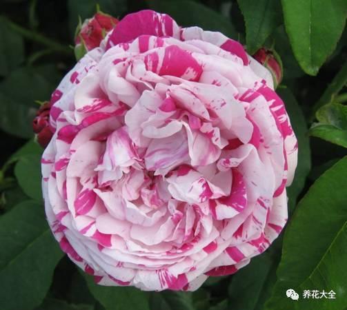 一年四季都开花的月季品种，复花能力超好的6种藤本月季