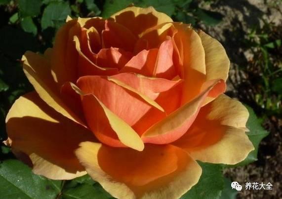 一年四季都开花的月季品种，复花能力超好的6种藤本月季