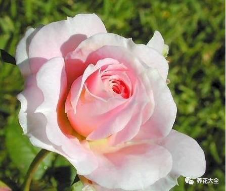 一年四季都开花的月季品种，复花能力超好的6种藤本月季