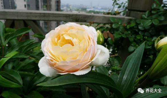 一年四季都开花的月季品种，复花能力超好的6种藤本月季