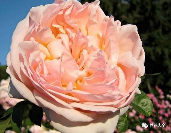 一年四季都开花的月季品种，复花能力超好的6种藤本月季